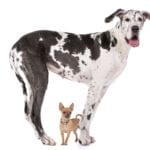 Great Dane HARLEQUIN and a chihuahua in front of a white background