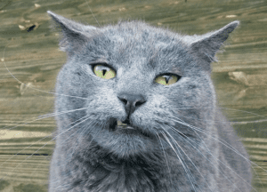 Bring Out Your Social Media Best | Cat Meme | Social Media Day | bbr marketing (1)